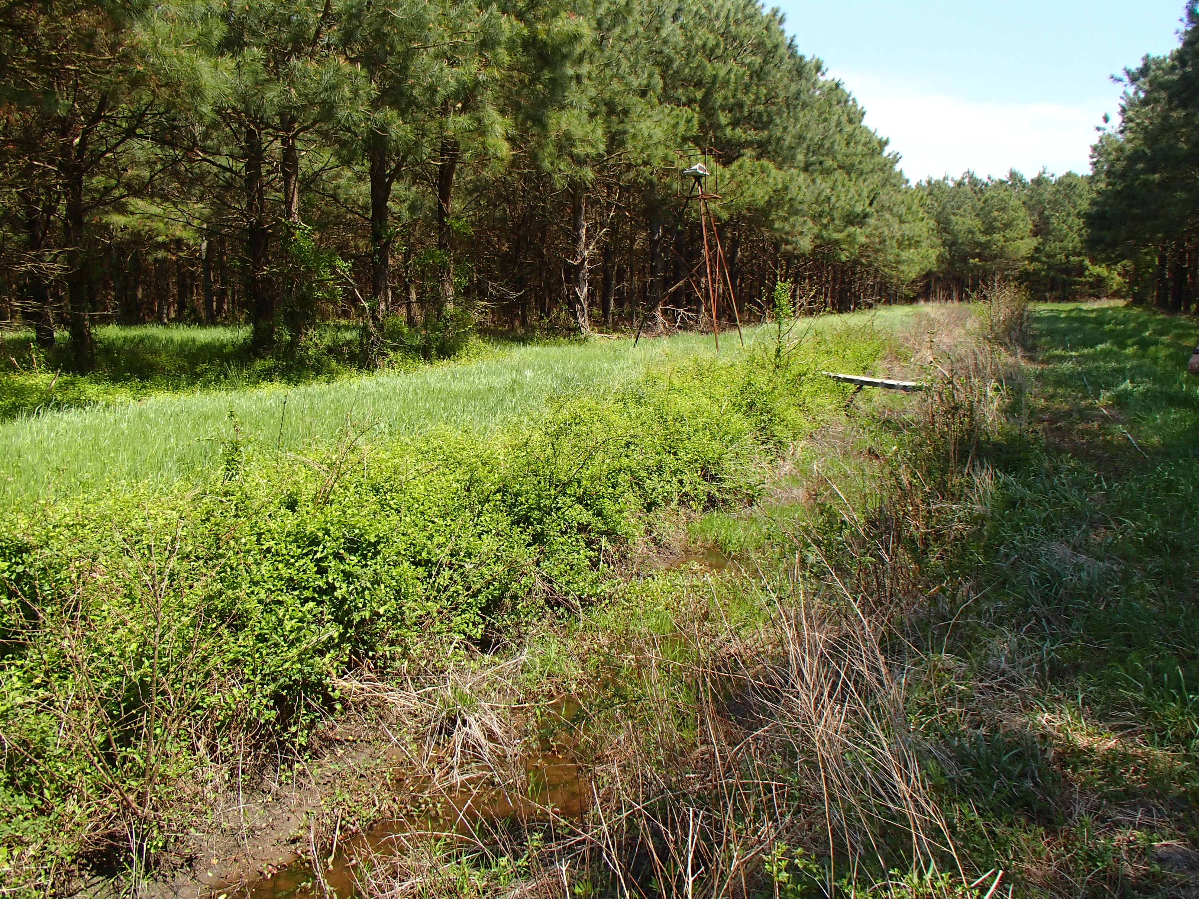 Field photo showing stream conditions at site LOPC-108-R-2016_Midpoint looking upstream